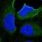 Kelch Domain Containing 8B antibody, NBP1-82703, Novus Biologicals, Immunocytochemistry image 