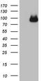  antibody, TA806029, Origene, Western Blot image 