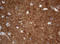 Visinin Like 1 antibody, LS-C789396, Lifespan Biosciences, Immunohistochemistry frozen image 