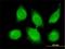 Cbl Proto-Oncogene Like 1 antibody, H00079872-M01, Novus Biologicals, Immunofluorescence image 