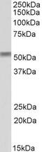 CAMP Responsive Element Binding Protein 3 Like 2 antibody, PA5-37966, Invitrogen Antibodies, Western Blot image 