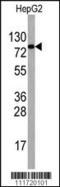 Eukaryotic Translation Initiation Factor 4B antibody, MBS9202390, MyBioSource, Western Blot image 