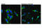 Diablo IAP-Binding Mitochondrial Protein antibody, 15108S, Cell Signaling Technology, Immunofluorescence image 