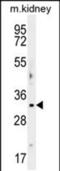 Nucleic Acid Binding Protein 2 antibody, PA5-48241, Invitrogen Antibodies, Western Blot image 