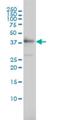 Testis Expressed 13A antibody, H00056157-M01, Novus Biologicals, Western Blot image 