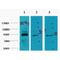 POU Class 2 Homeobox 1 antibody, LS-C387383, Lifespan Biosciences, Western Blot image 