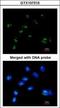 Ras Association Domain Family Member 2 antibody, GTX107315, GeneTex, Immunocytochemistry image 