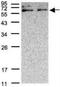 Xylulokinase antibody, NBP1-31095, Novus Biologicals, Western Blot image 