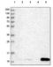 Stress Associated Endoplasmic Reticulum Protein 1 antibody, NBP1-98592, Novus Biologicals, Western Blot image 