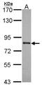 ATP Binding Cassette Subfamily B Member 7 antibody, NBP2-21600, Novus Biologicals, Western Blot image 
