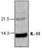 Interleukin 15 antibody, GTX59764, GeneTex, Western Blot image 