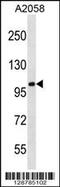 Centrosomal Protein 112 antibody, 58-421, ProSci, Western Blot image 