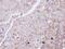 Glucagon Receptor antibody, PA5-27183, Invitrogen Antibodies, Immunohistochemistry paraffin image 