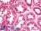 Four And A Half LIM Domains 5 antibody, LS-B10831, Lifespan Biosciences, Immunohistochemistry frozen image 