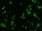 Kinesin-associated protein 3 antibody, 202192-T02, Sino Biological, Immunohistochemistry paraffin image 