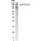 Patched 1 antibody, PA1-23381, Invitrogen Antibodies, Western Blot image 