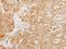 Tuftelin 1 antibody, LS-C186387, Lifespan Biosciences, Immunohistochemistry frozen image 