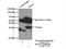Metaxin 1 antibody, 15529-1-AP, Proteintech Group, Immunoprecipitation image 