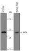 VAMP Associated Protein A antibody, AF5820, R&D Systems, Western Blot image 