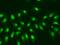 RNA Polymerase II Subunit D antibody, GTX54623, GeneTex, Immunofluorescence image 