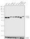 C-X3-C Motif Chemokine Receptor 1 antibody, 702321, Invitrogen Antibodies, Western Blot image 