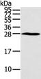 Homeobox C6 antibody, TA350692, Origene, Western Blot image 