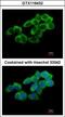 TULA antibody, GTX116432, GeneTex, Immunofluorescence image 