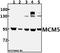 Minichromosome Maintenance Complex Component 5 antibody, A03642-1, Boster Biological Technology, Western Blot image 