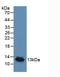 C-X-C Motif Chemokine Ligand 8 antibody, LS-C683957, Lifespan Biosciences, Western Blot image 