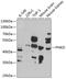 PNKD Metallo-Beta-Lactamase Domain Containing antibody, 23-460, ProSci, Western Blot image 