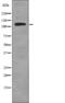 phospho ATP1A1 antibody, PA5-64815, Invitrogen Antibodies, Western Blot image 