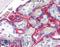 CD59 Molecule (CD59 Blood Group) antibody, LS-B2359, Lifespan Biosciences, Immunohistochemistry frozen image 