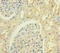 Keratin Associated Protein 8-1 antibody, orb34446, Biorbyt, Immunohistochemistry paraffin image 