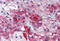 Glutamate Ionotropic Receptor Kainate Type Subunit 1 antibody, MBS242489, MyBioSource, Immunohistochemistry frozen image 