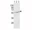 Alkaline Phosphatase, Biomineralization Associated antibody, F44128-0.4ML, NSJ Bioreagents, Western Blot image 