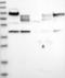 CD55 Molecule (Cromer Blood Group) antibody, NBP1-85466, Novus Biologicals, Western Blot image 