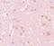 NLR Family Pyrin Domain Containing 7 antibody, PA5-21023, Invitrogen Antibodies, Immunohistochemistry frozen image 