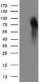 Granulin Precursor antibody, M00893, Boster Biological Technology, Western Blot image 