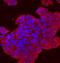 Sprouty Related EVH1 Domain Containing 2 antibody, AF4819, R&D Systems, Immunocytochemistry image 