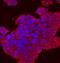 Sprouty Related EVH1 Domain Containing 2 antibody, AF4819, R&D Systems, Immunocytochemistry image 