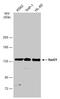 Double-strand-break repair protein rad21 homolog antibody, NBP2-20053, Novus Biologicals, Western Blot image 