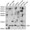 Oxytocin/Neurophysin I Prepropeptide antibody, A15296, ABclonal Technology, Western Blot image 