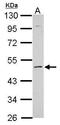 Potassium Voltage-Gated Channel Modifier Subfamily S Member 2 antibody, GTX112451, GeneTex, Western Blot image 
