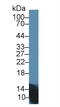 Insulin antibody, MBS2028553, MyBioSource, Western Blot image 
