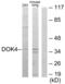 Docking Protein 4 antibody, abx013720, Abbexa, Western Blot image 