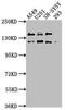 TAO Kinase 1 antibody, CSB-PA752101LA01HU, Cusabio, Western Blot image 