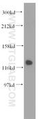 Damage Specific DNA Binding Protein 1 antibody, 11380-1-AP, Proteintech Group, Western Blot image 