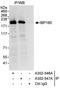 Aquarius Intron-Binding Spliceosomal Factor antibody, A302-546A, Bethyl Labs, Immunoprecipitation image 