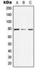 Aryl Hydrocarbon Receptor Nuclear Translocator 2 antibody, LS-C354133, Lifespan Biosciences, Western Blot image 