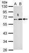 RAD9 Checkpoint Clamp Component A antibody, PA5-27097, Invitrogen Antibodies, Western Blot image 